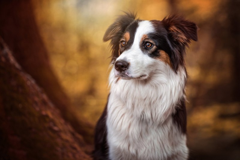 Бордер колли и Бигль