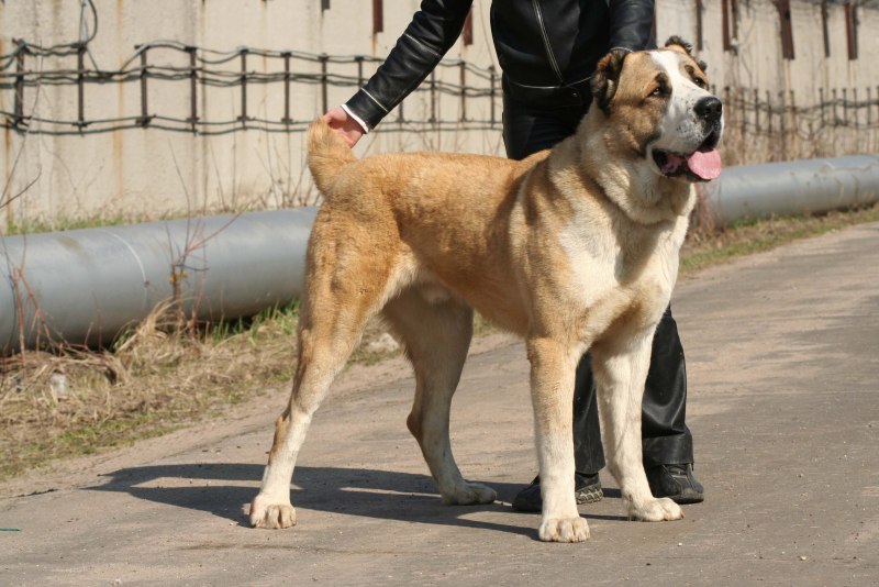 Среднеазиатский алабай