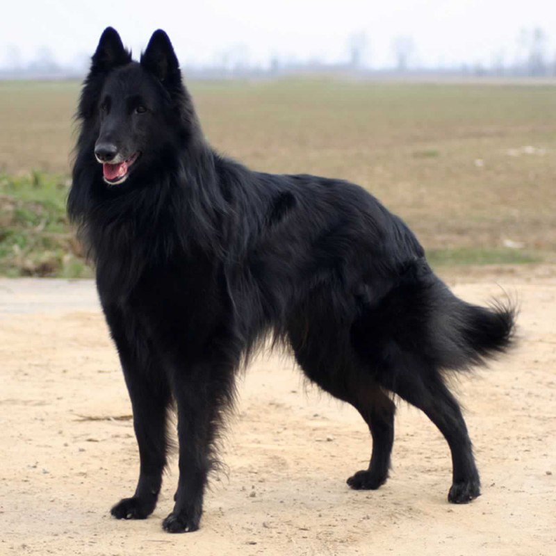 Австралийская пастушья собака Хилер