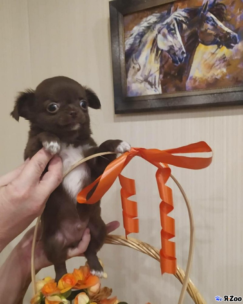 Выставка чихуахуа