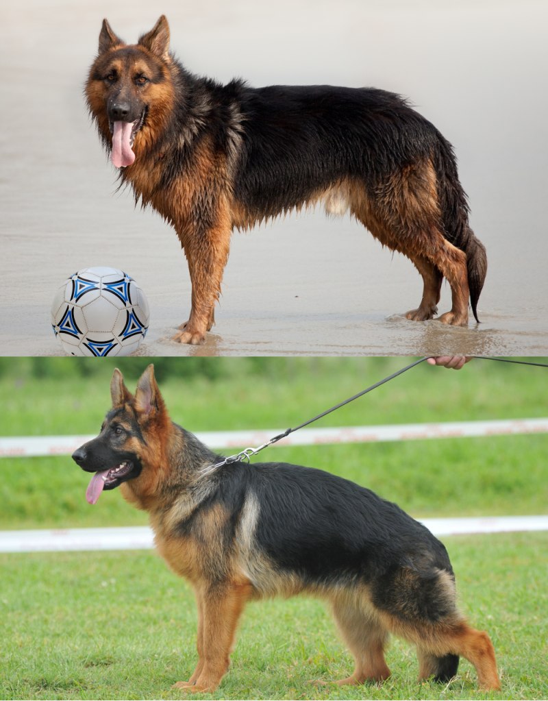 Germanuli nagazi