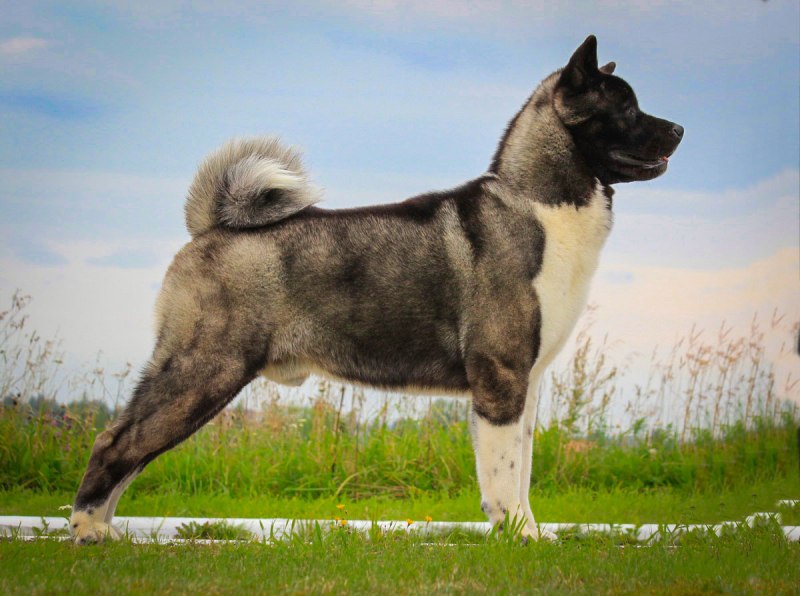 Американский Акита иний