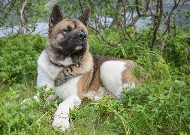 Большая японская собака американская Акита