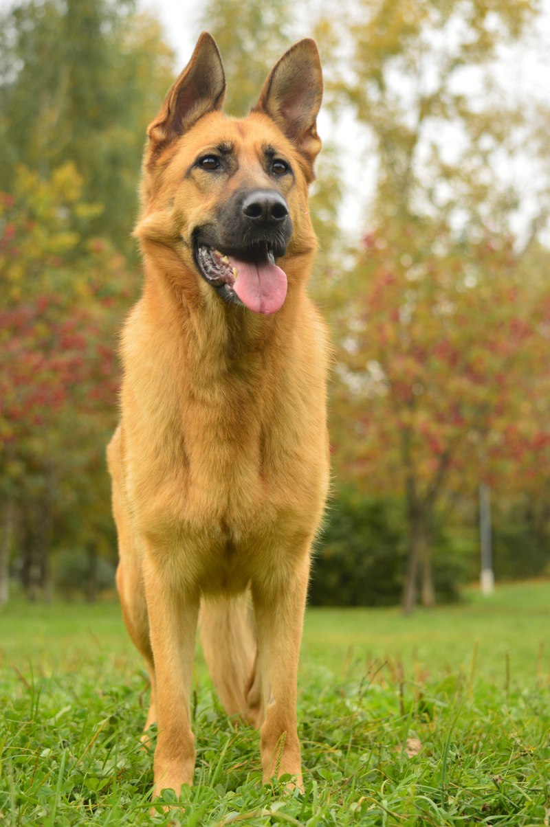 Желтая собака порода (54 фото) - картинки sobakovod.club