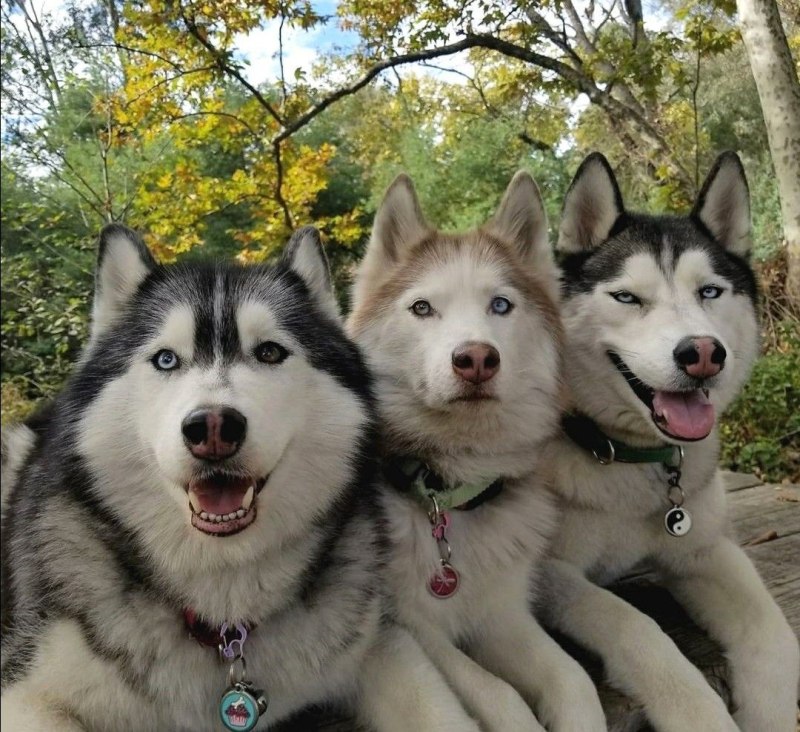 Хаски на диване