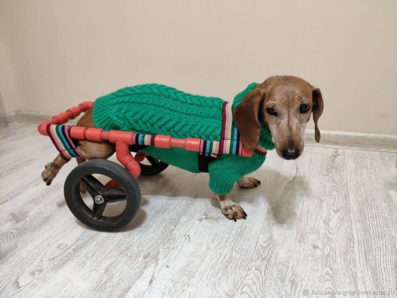 Свитер для таксы