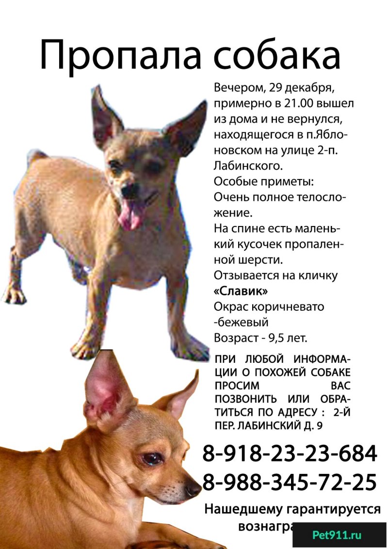 Тео терьер