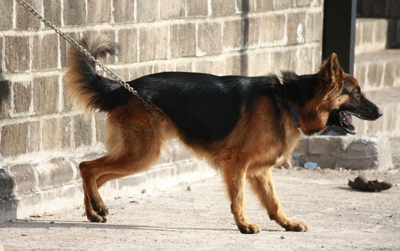 Шепард собака