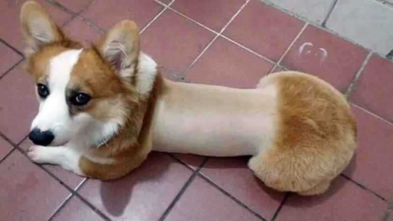 Груминг корги