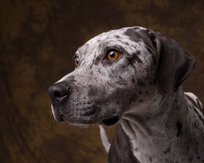 Catahoula Leopard