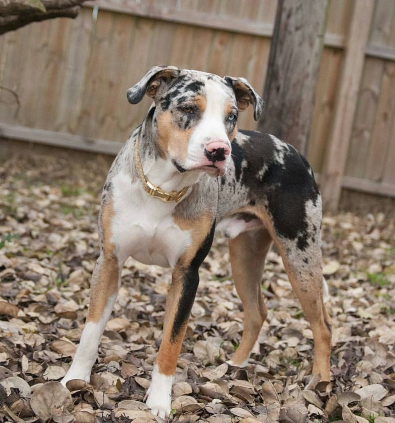 Catahoula Leopard Dog
