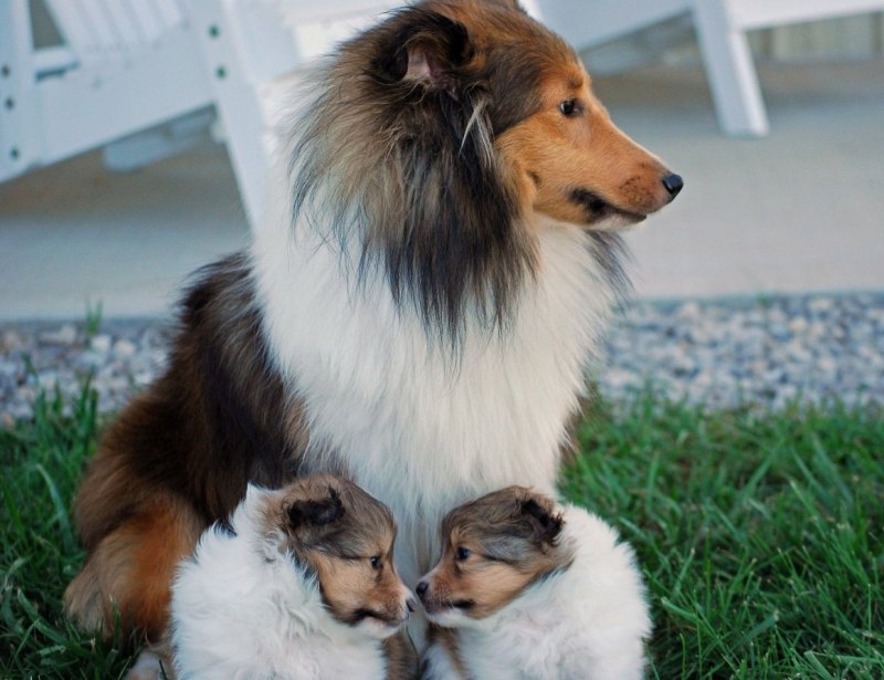 Колли домашняя