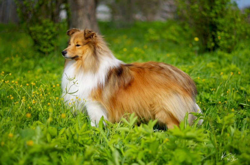 Shetland Sheepdog Tricolor