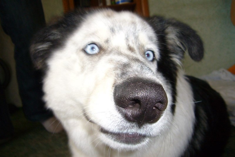 Labrador Husky