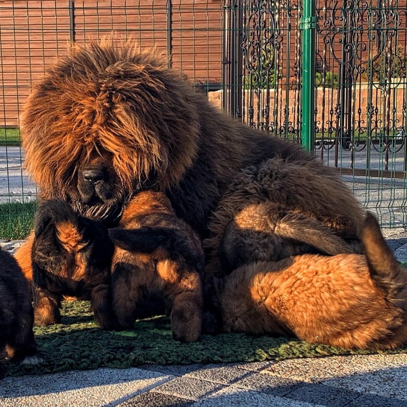 Тибетский мастиф коричневый