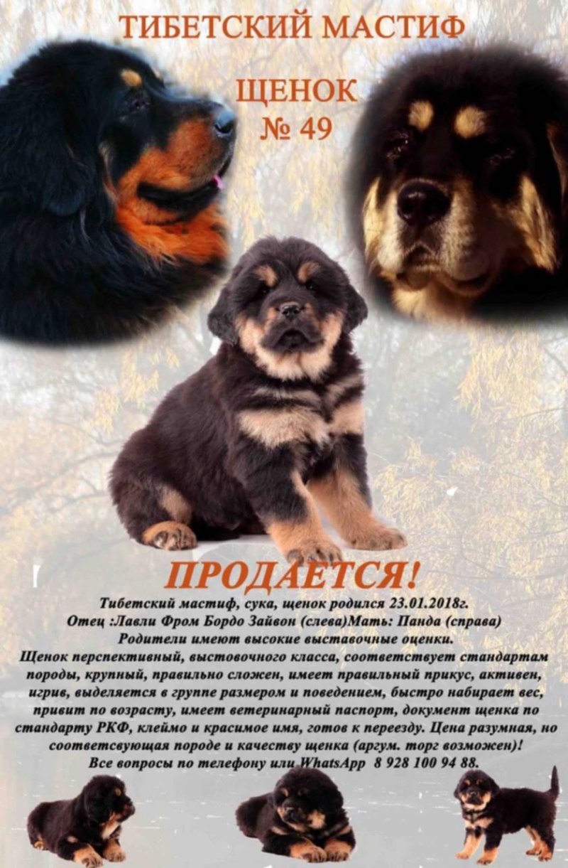 Среднеазиатский мастиф