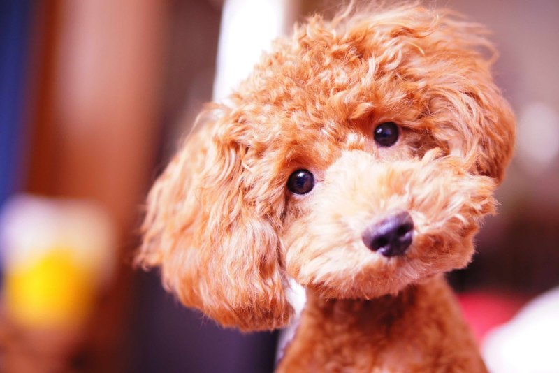Порода Toy Poodle