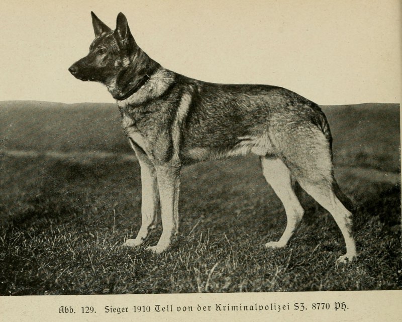 Немецкая овчарка 1900 год