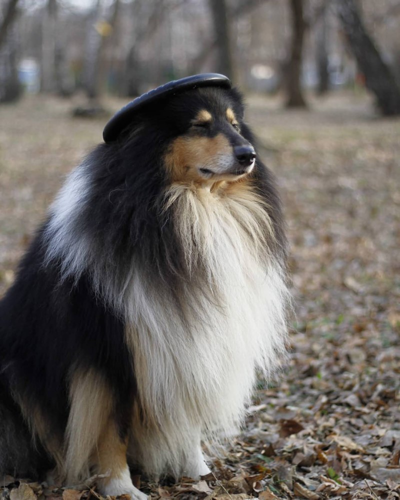Шотландская колли