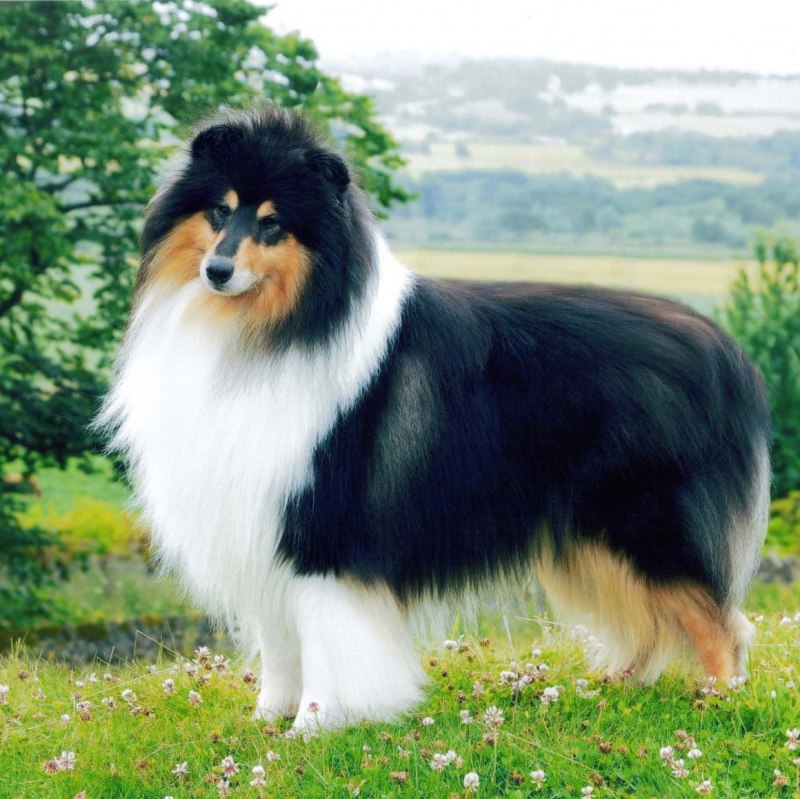 Шотландская колли