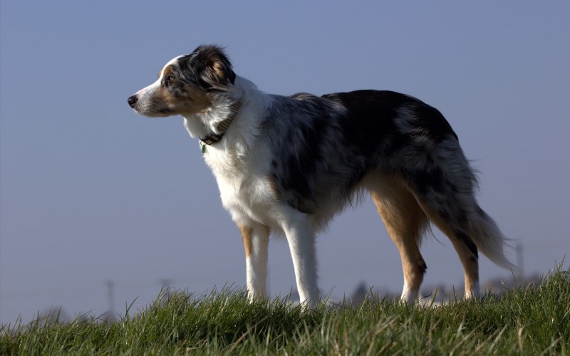 Австралийская овчарка / Australian Shepherd