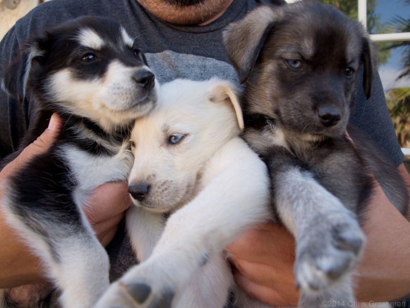 Лабрадорские хаски(Labrador Husky)