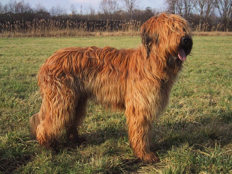 Карликовый Бриар