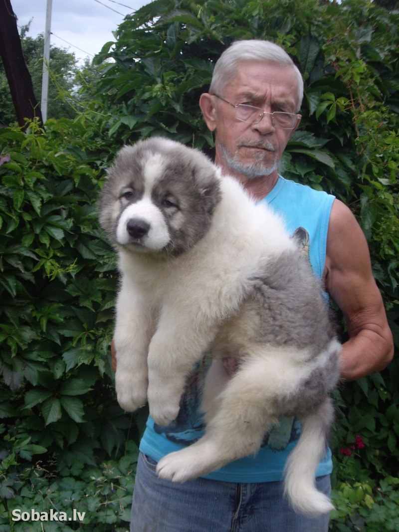 Ленокс дог питомник