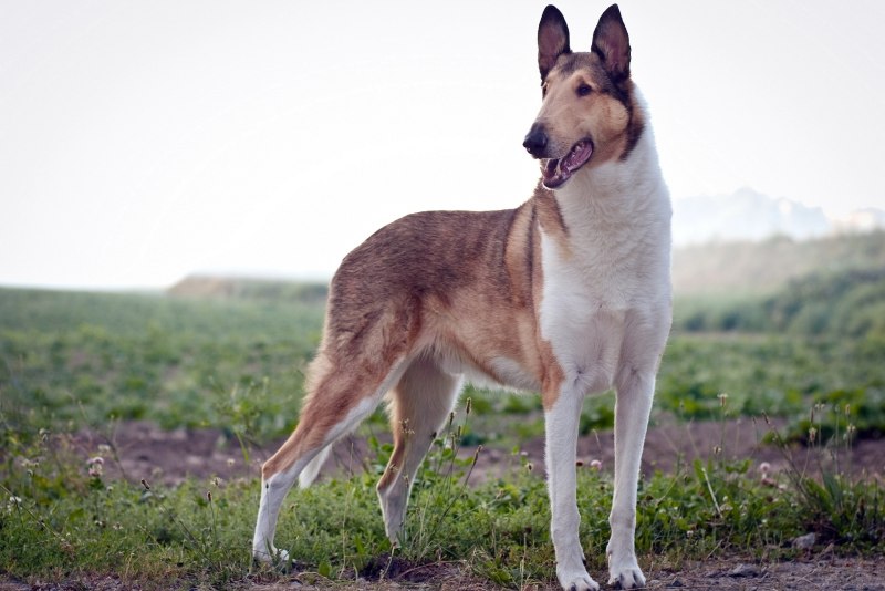Колли гладкошерстная