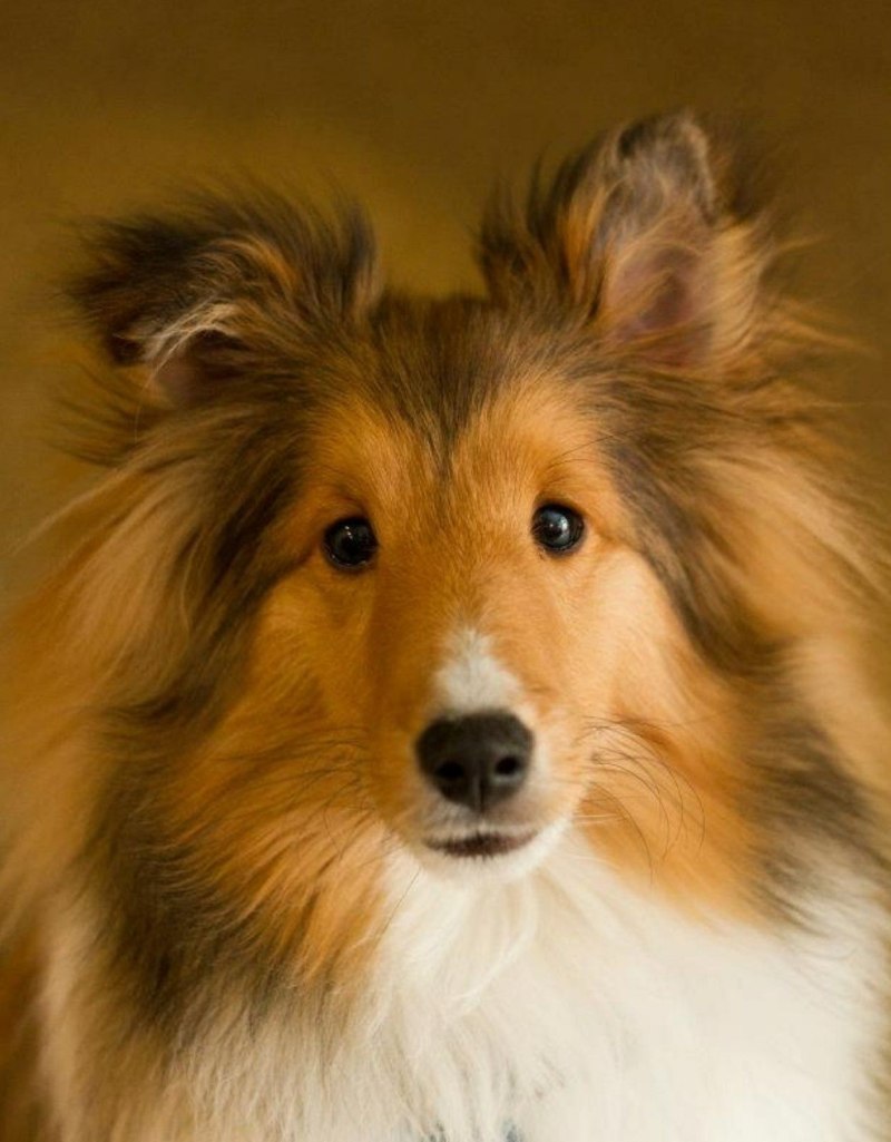 Уэльский колли