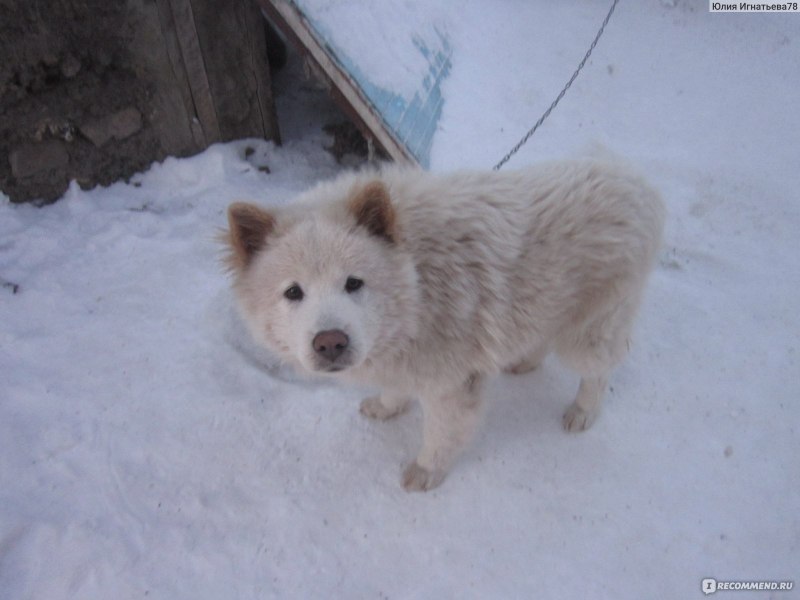 Помесь хаски и корги