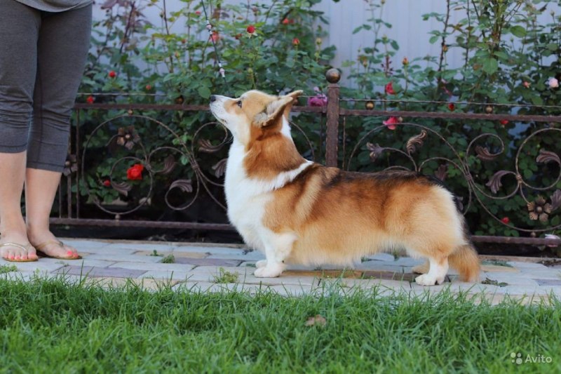Hillberry Love Ambassador вельш корги