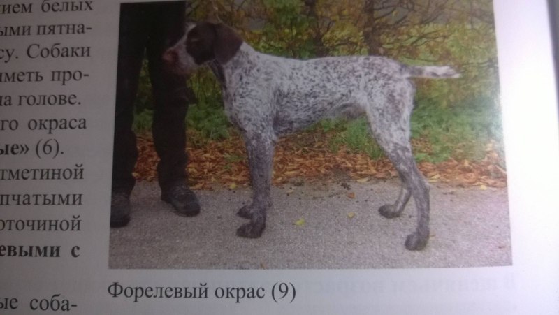 Метят ли девочки собаки территории