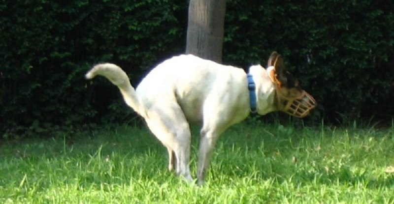 Butch Dog