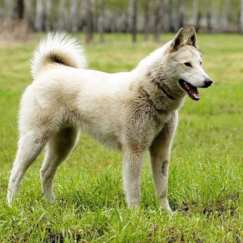 Норвежская лайка элкхаунд