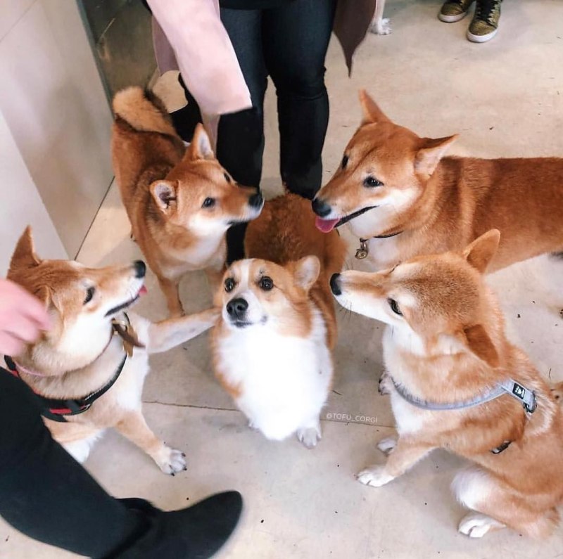 Сиба ину и корги
