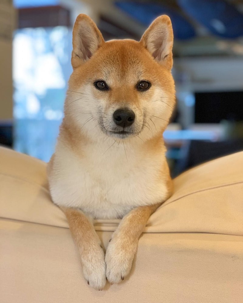 Корги ину