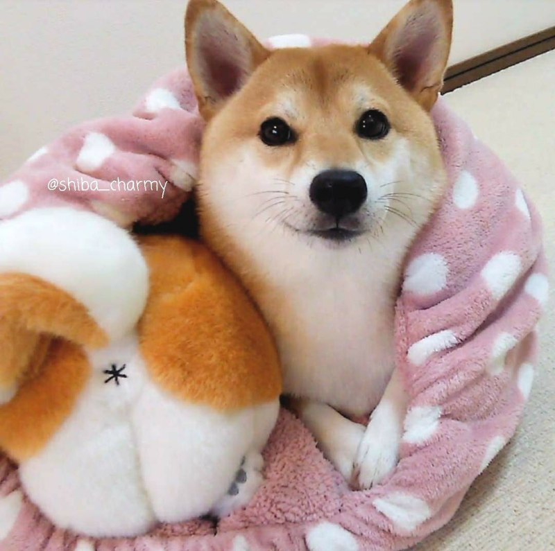 Shiba Inu собака