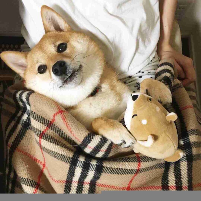 Корги и Акита ину