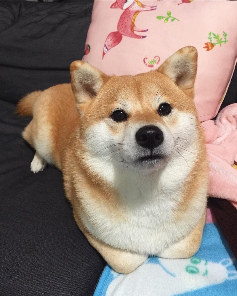 Шиба ину и корги