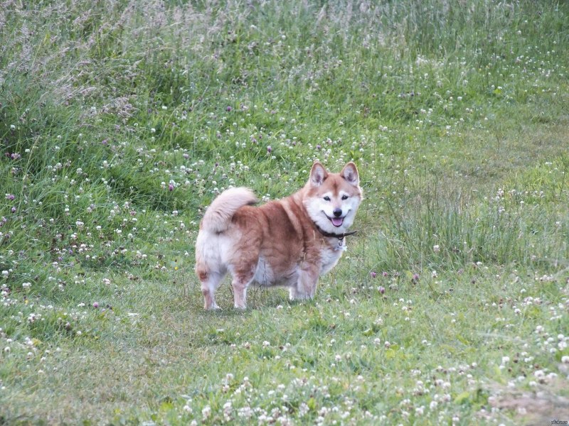 Корги Мопс