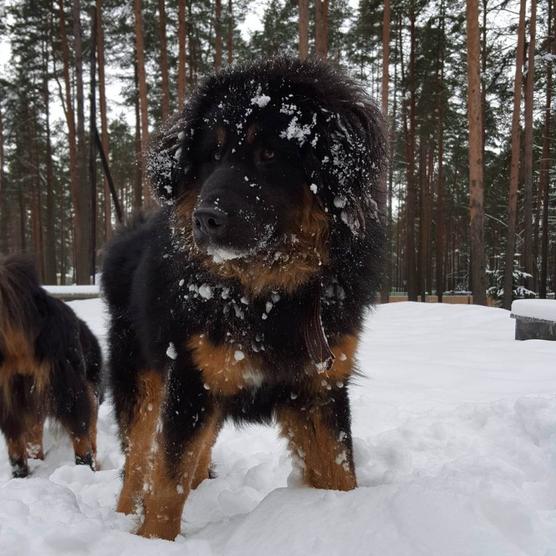 Банхар монгольская овчарка