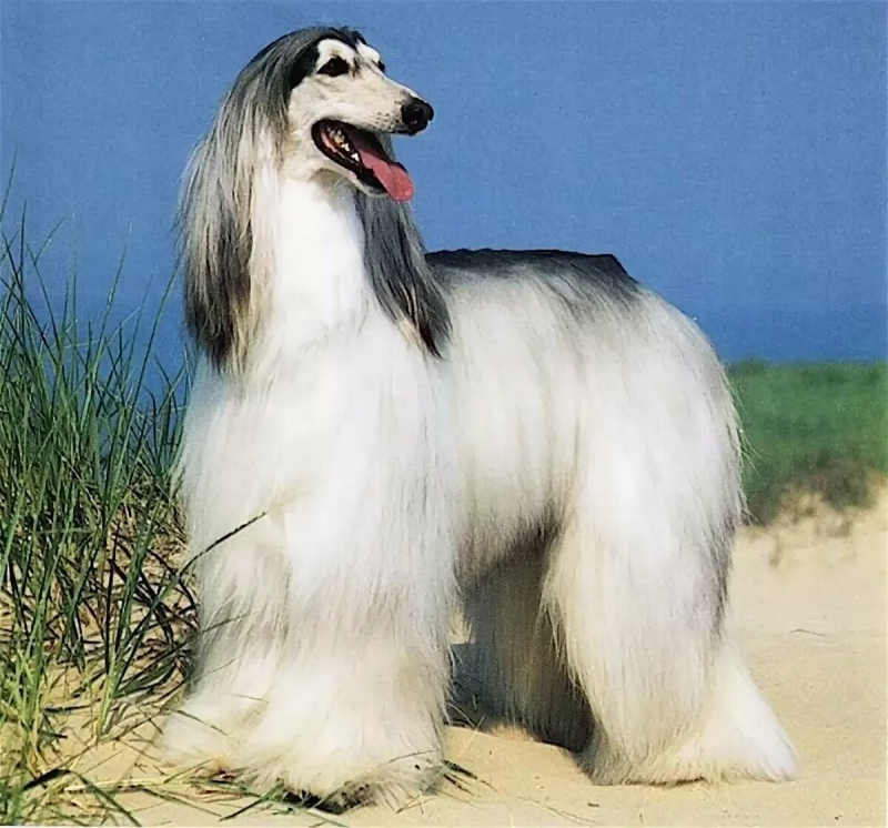 Афганская борзая, колли, сеттер