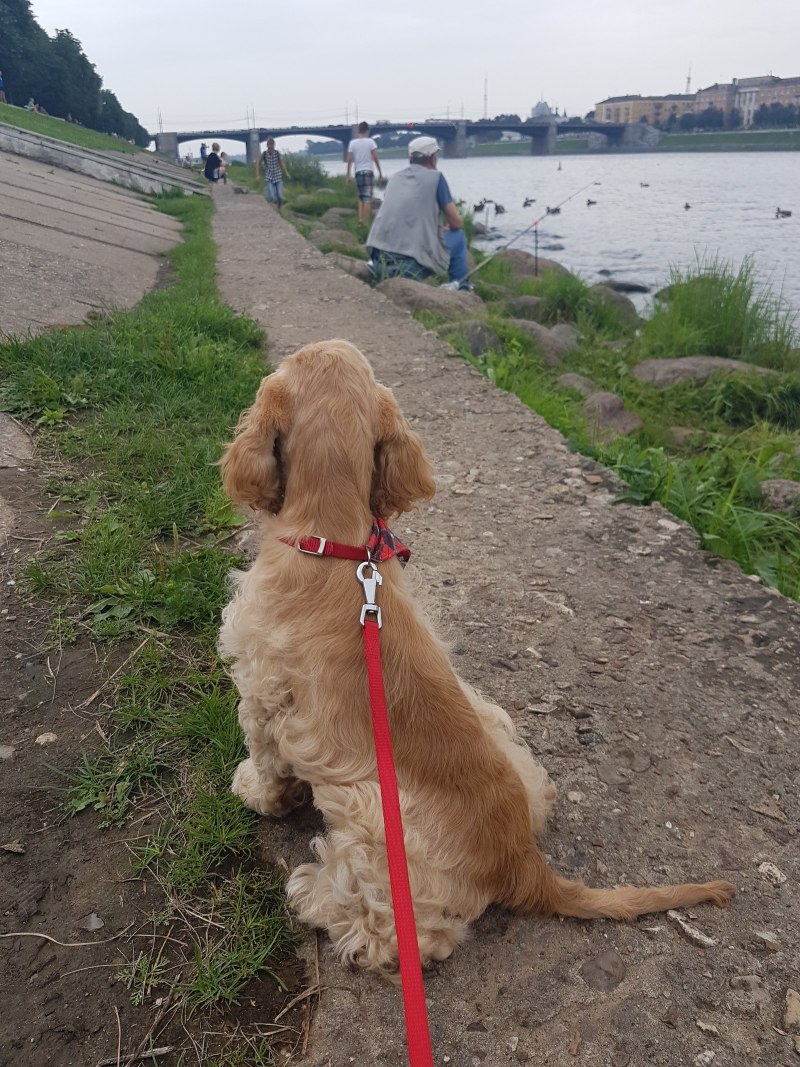 Беременный спаниель