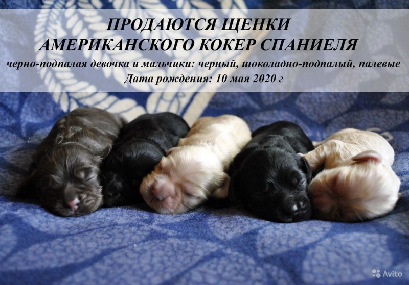 Щеночки кокеров на пеленке
