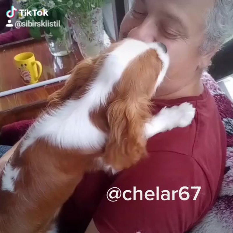 Спрингер спаниель и русский охотничий спаниель