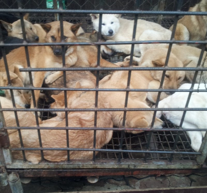 Нуреонги щенки