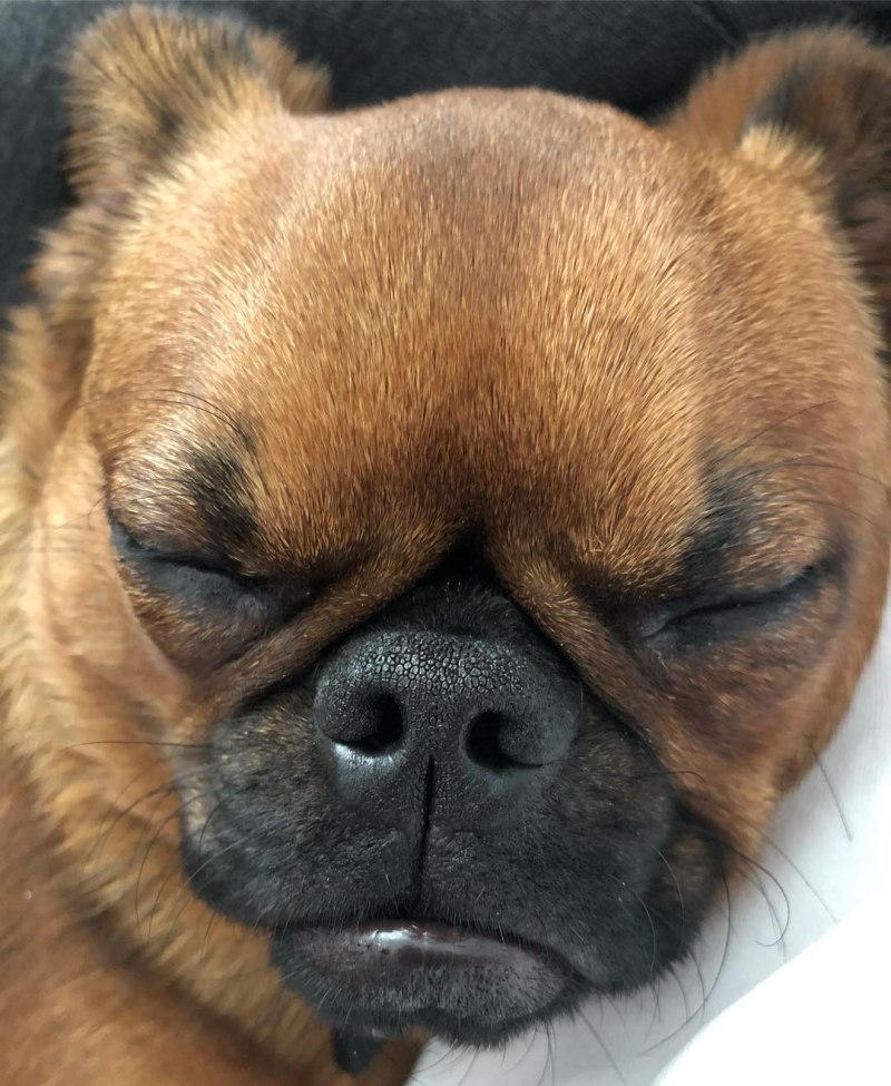Намордник для собак Dogger