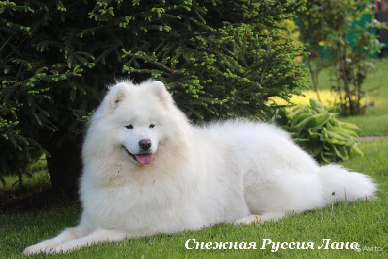 Питомник самоедских лаек