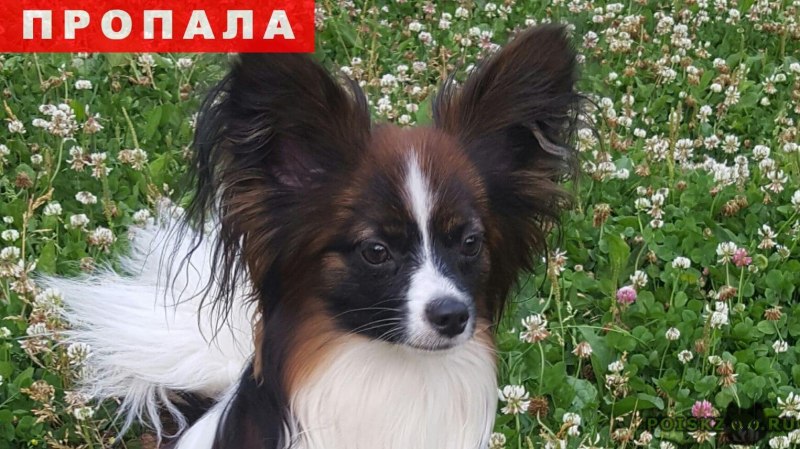 Папильон смесь дворняжка